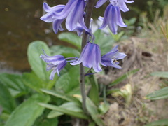 Hyacinthoides