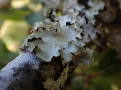 Cetrelia cetrarioides