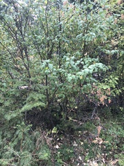 Ceanothus sanguineus