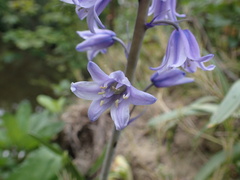 Hyacinthoides