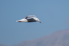 Chroicocephalus ridibundus