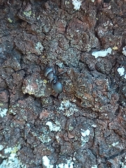 Cephalotes pusillus