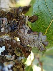 Pseudocyphellaria