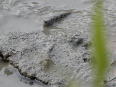 Periophthalmus modestus