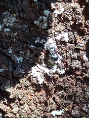 Cephalotes pusillus