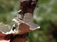 Lobarina scrobiculata