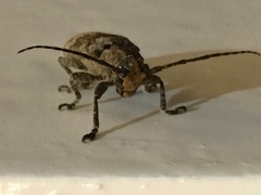 Prosoplus bankii