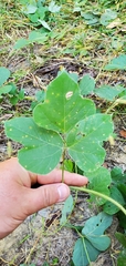 Pueraria montana