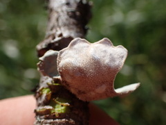 Lobarina scrobiculata