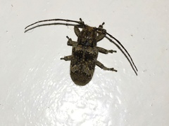 Prosoplus bankii