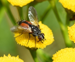 Eriothrix rufomaculata