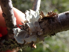 Lobarina scrobiculata