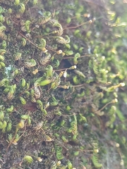 Sematophyllum subpinnatum