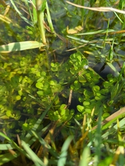 Bacopa