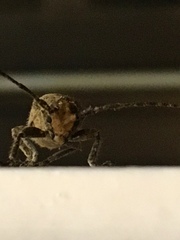 Prosoplus bankii