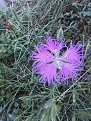 Dianthus hyssopifolius