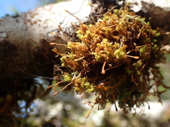 Ulota obtusiuscula
