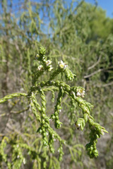 Thymelaea hirsuta