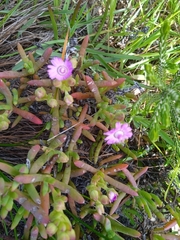 Ruschia macowanii