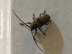 Prosoplus bankii