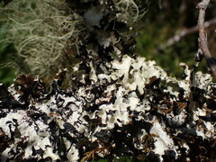 Cetrelia cetrarioides