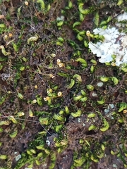 Sematophyllum subpinnatum