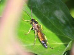 Ichneumon xanthorius
