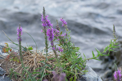 Lythrum salicaria