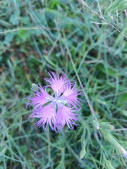 Dianthus hyssopifolius