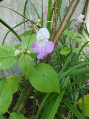 Impatiens balfourii