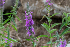 Lythrum salicaria