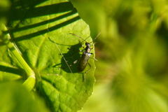 Grammoptera ruficornis