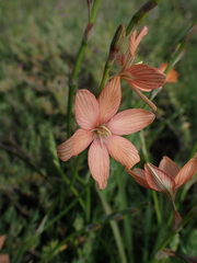 Liliopsida