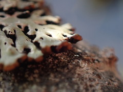 Menegazzia subsimilis