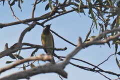 Nesoptilotis leucotis