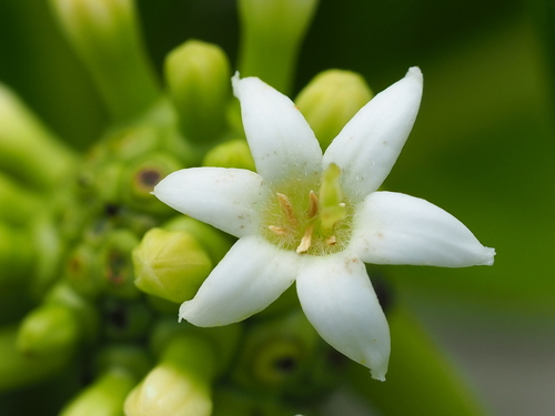 Noni