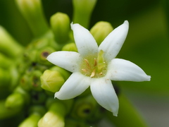 Noni