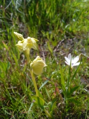 Pterygodium catholicum