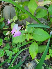 Impatiens balfourii
