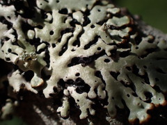 Menegazzia subsimilis