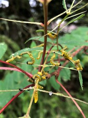 Pristiphora geniculata
