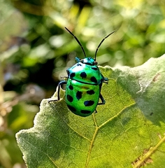 Chrysocoris