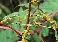 Pristiphora geniculata