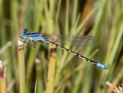 Argia alberta