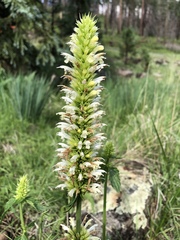 Agastache pallidiflora