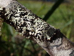 Menegazzia subsimilis