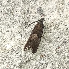 Dichrorampha acuminatana