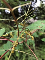 Pristiphora geniculata