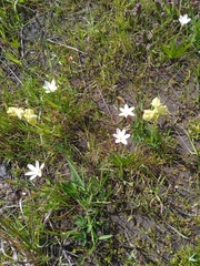 Pterygodium catholicum