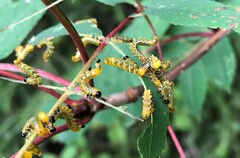 Pristiphora geniculata